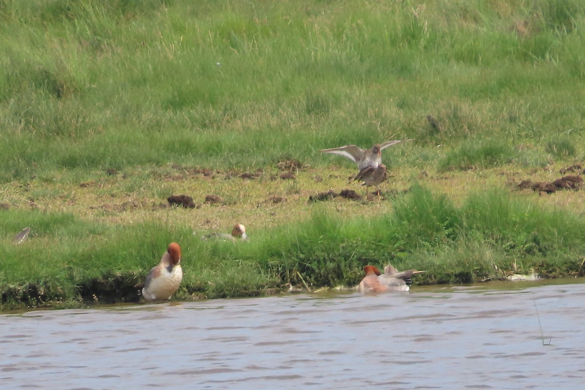 Eurasian Wigeon - ML637584444