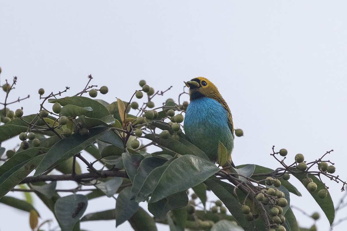 Gilt-edged Tanager - ML637584445