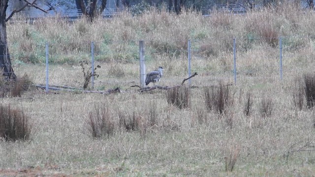 Australian Bustard - ML637584463