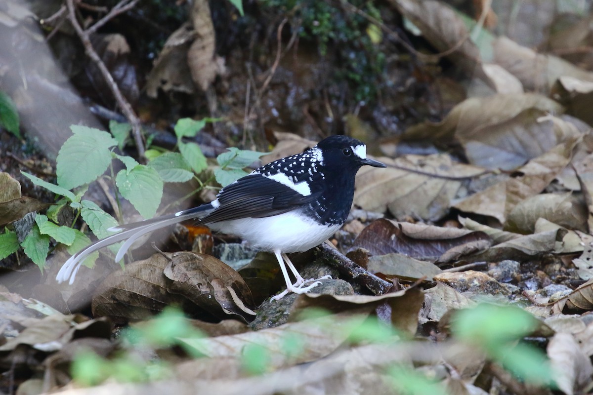 Spotted Forktail - ML637584465
