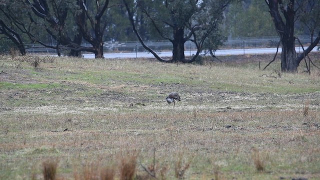 Australian Bustard - ML637584469