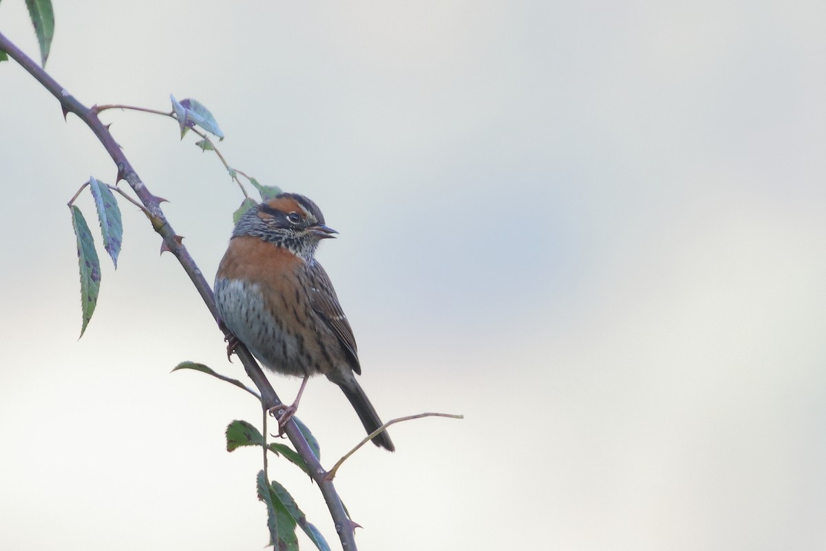 Rufous-breasted Accentor - ML637584473