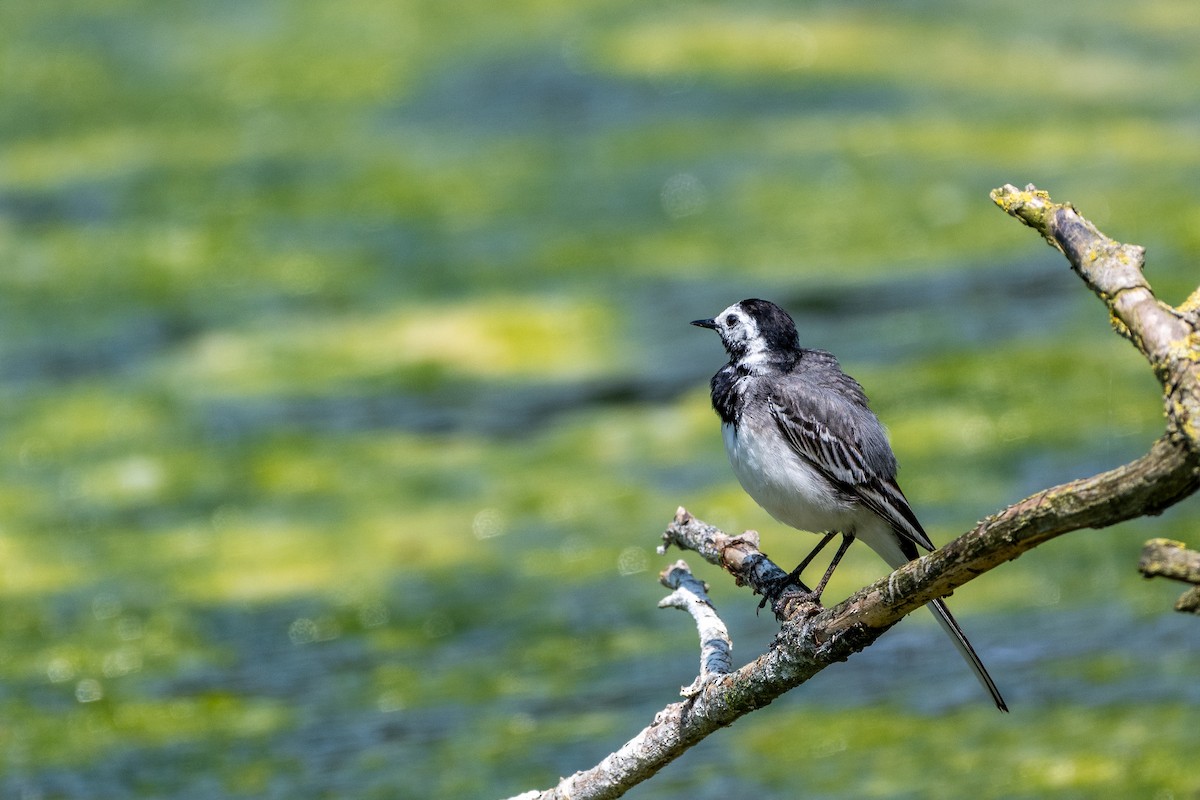 White Wagtail - ML637584484