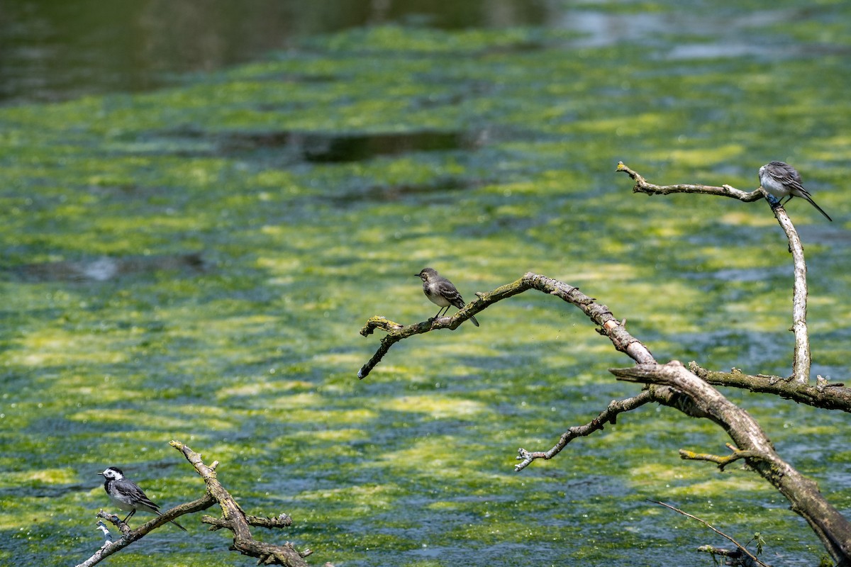 White Wagtail - ML637584485