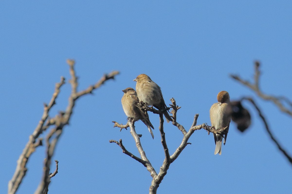 Plain Mountain Finch - ML637584488