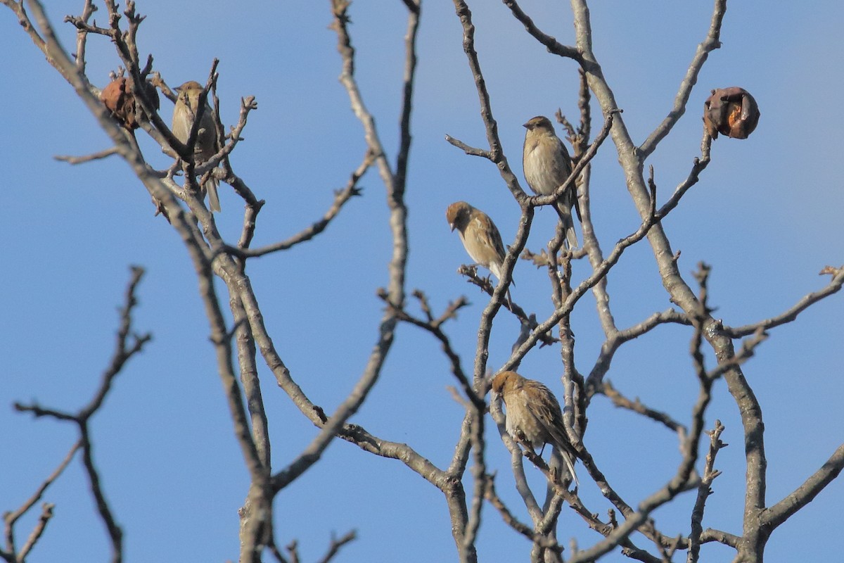 Plain Mountain Finch - ML637584489