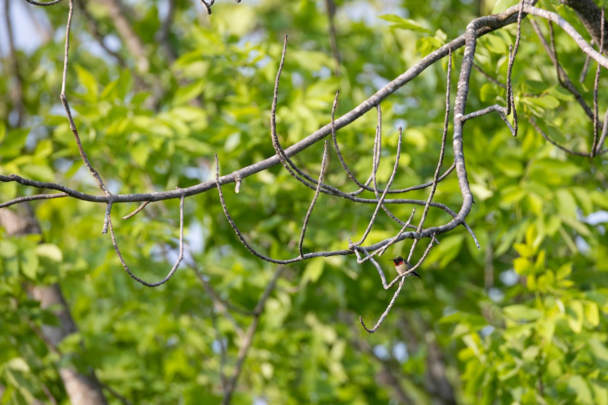 Ruby-throated Hummingbird - ML637584490