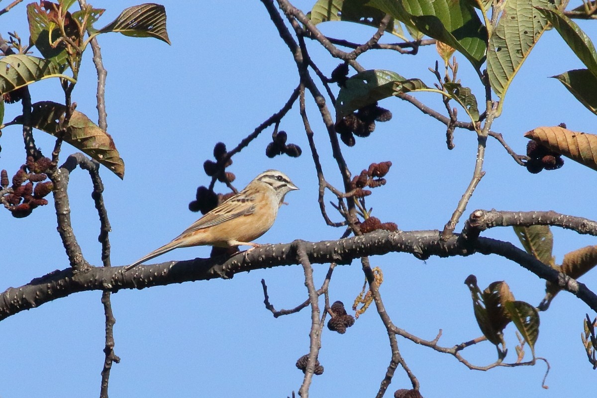 Rock Bunting - ML637584492