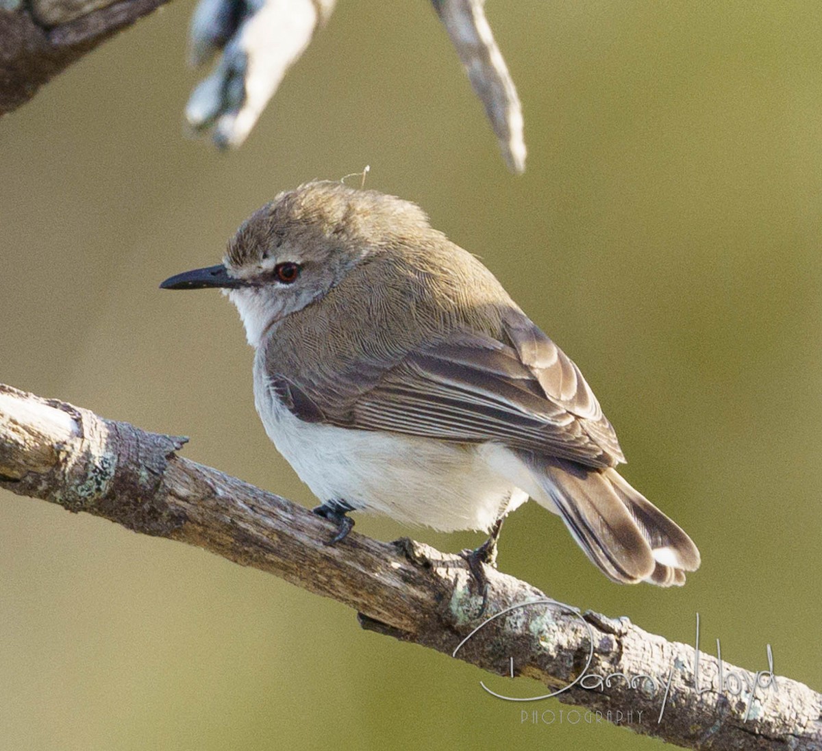 Mangrove Gerygone - ML637584499