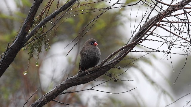 Beautiful Firetail - ML637584525