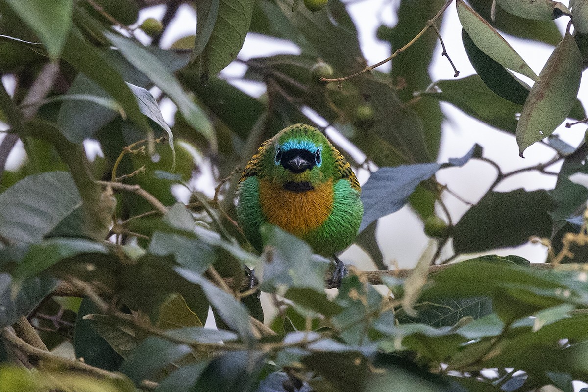 Brassy-breasted Tanager - ML637584530