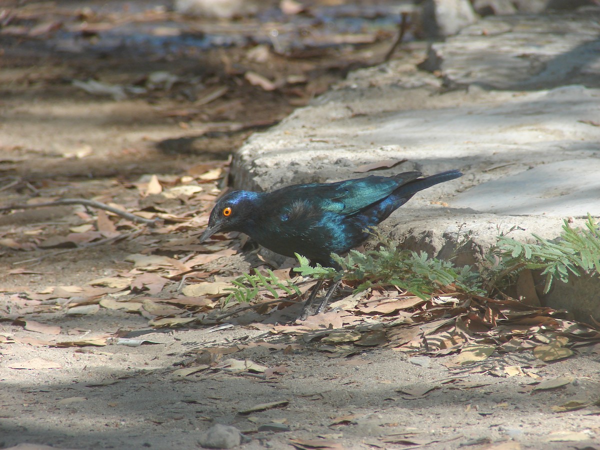 Cape Starling - ML637584533