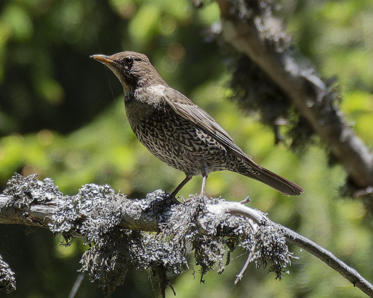 Ring Ouzel - ML637584565
