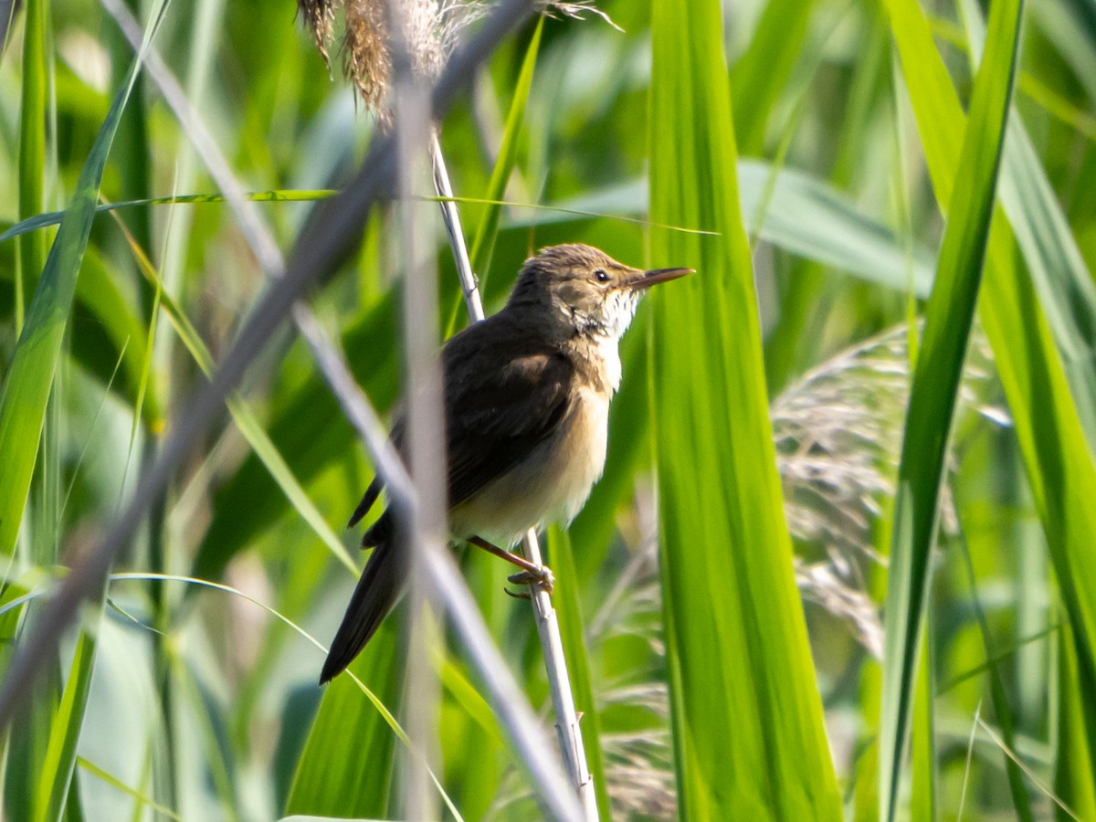 Teichrohrsänger - ML637584566