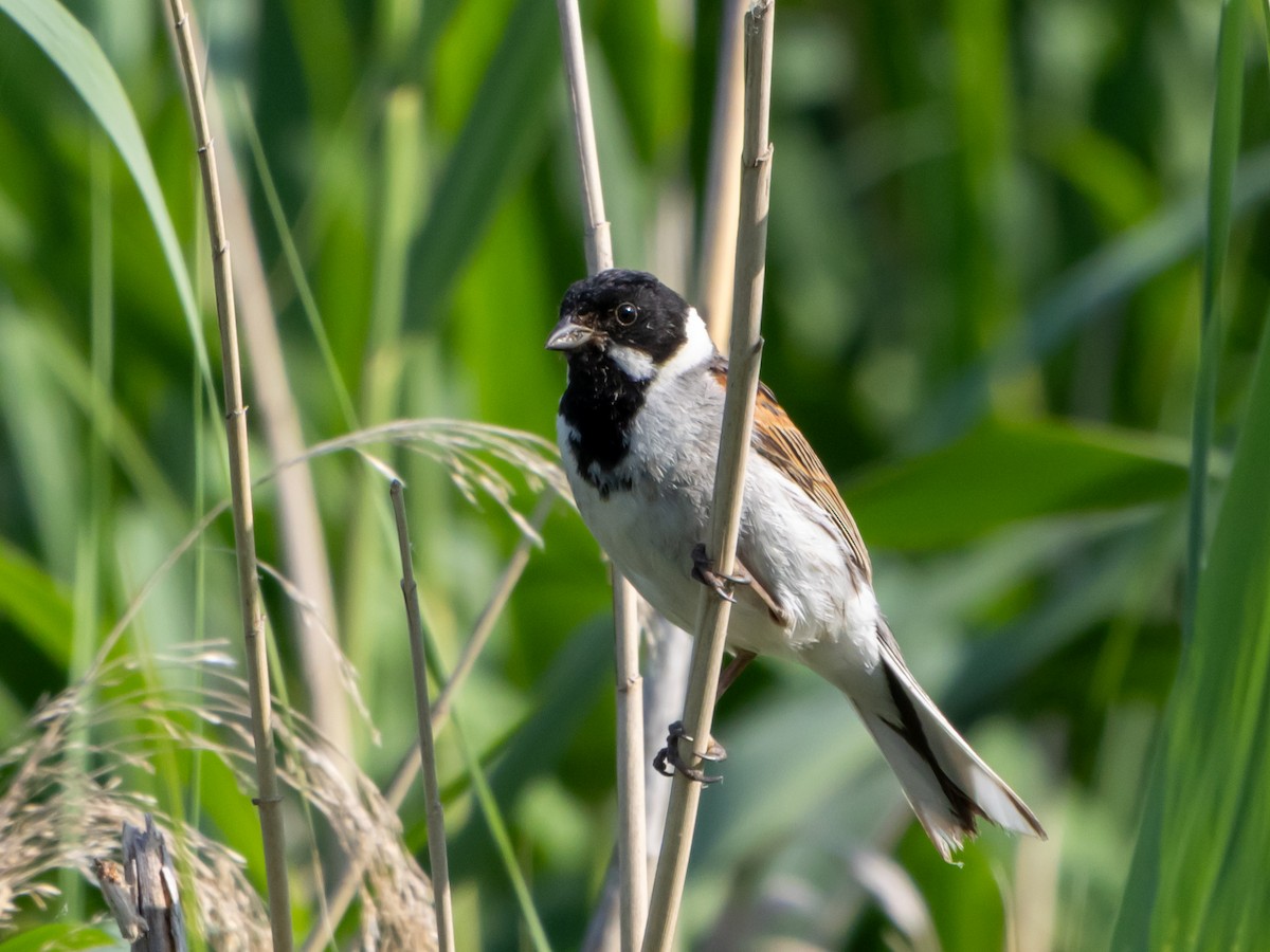 Rohrammer - ML637584579