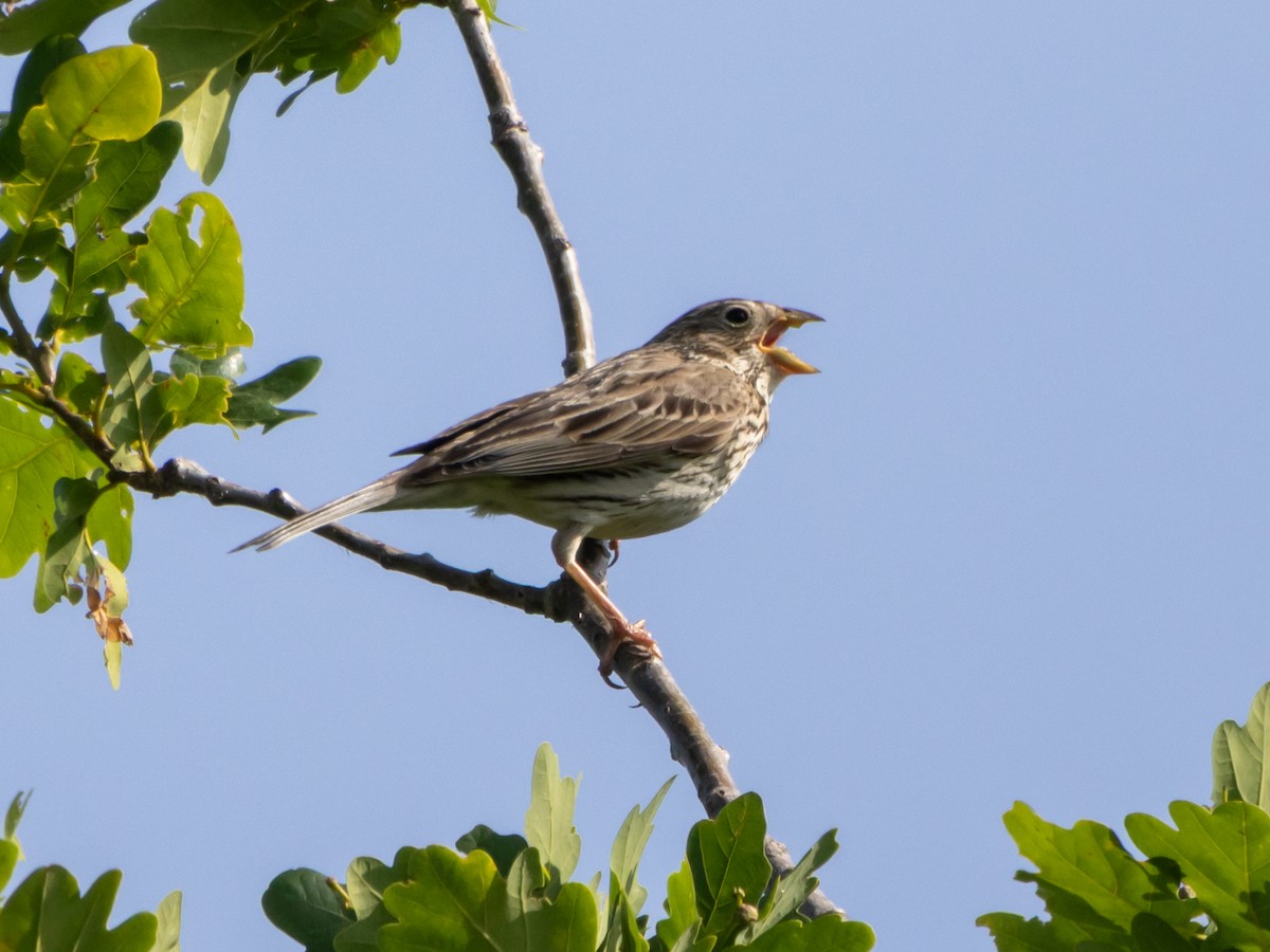 Grauammer - ML637584600