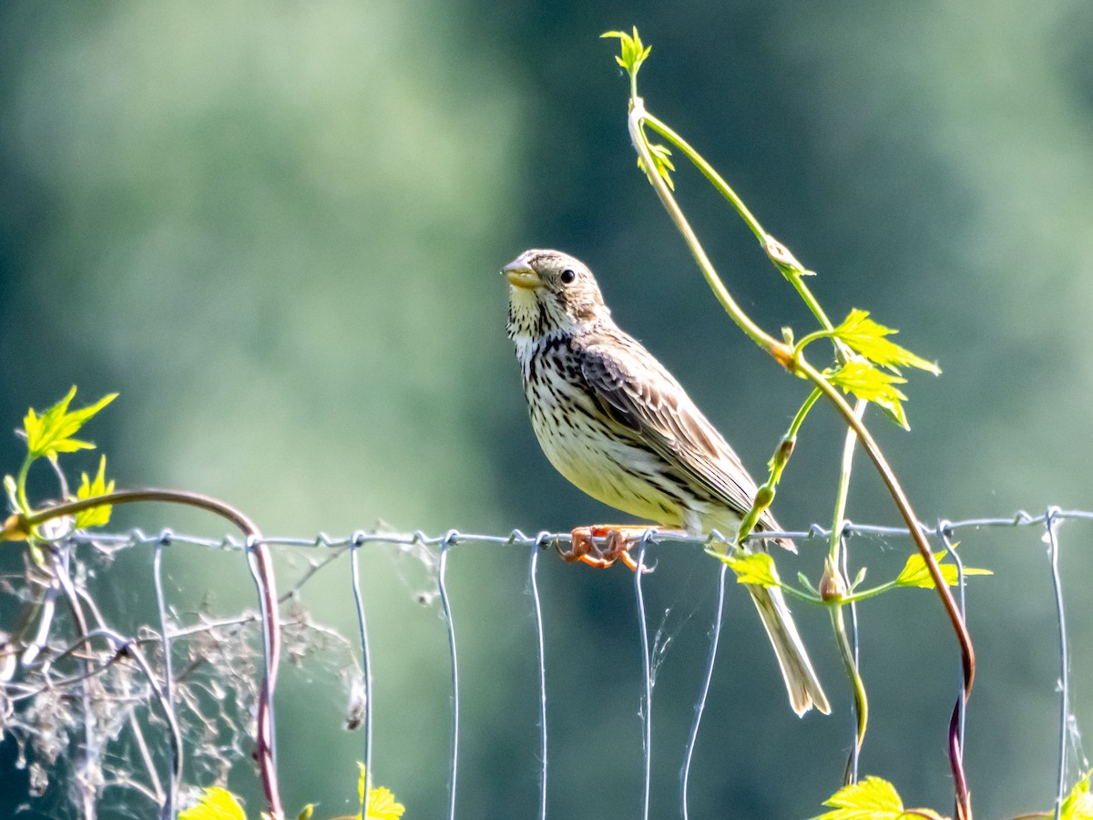 Grauammer - ML637584601