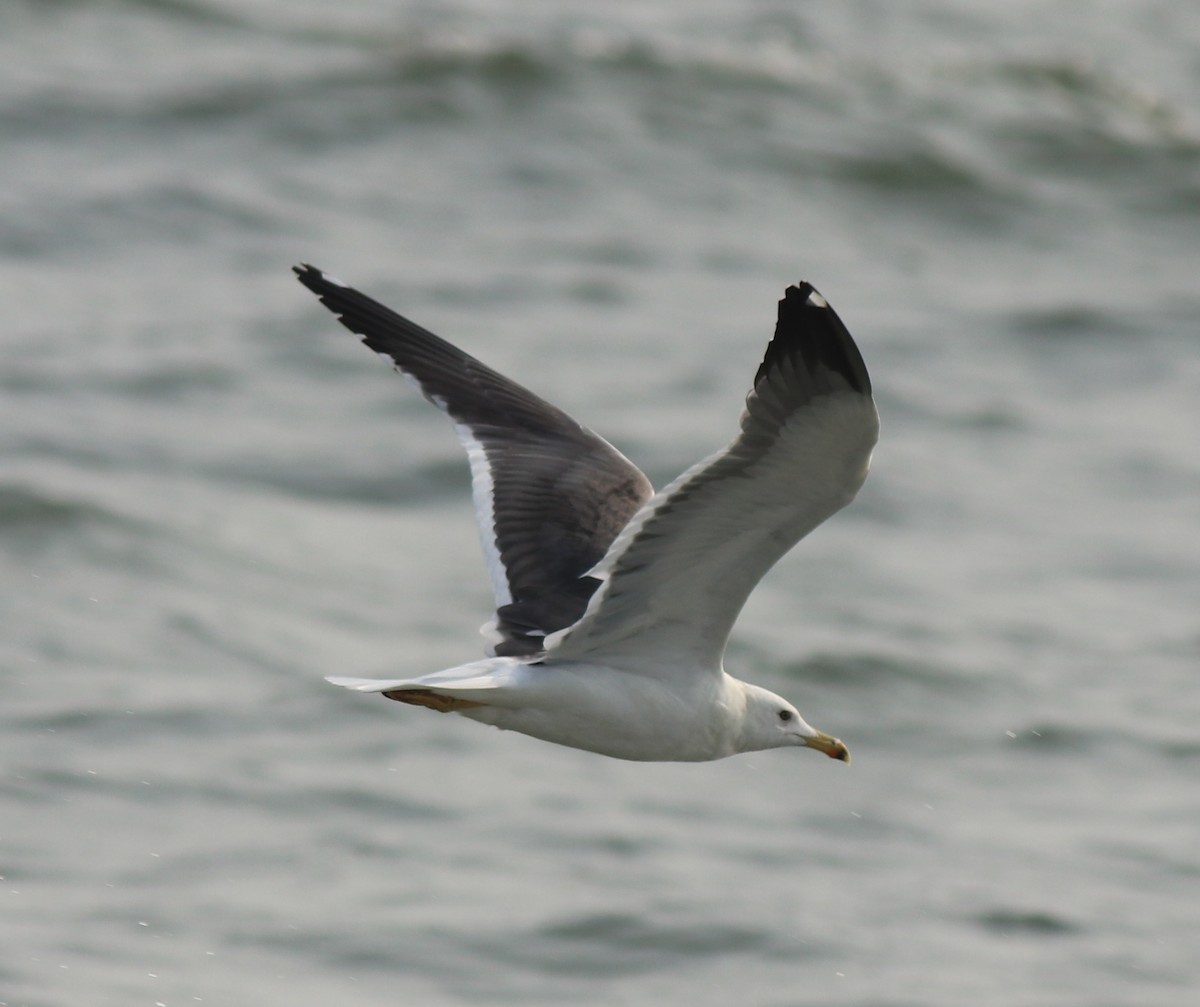 Lesser Black-backed Gull (Heuglin's) - ML637584615