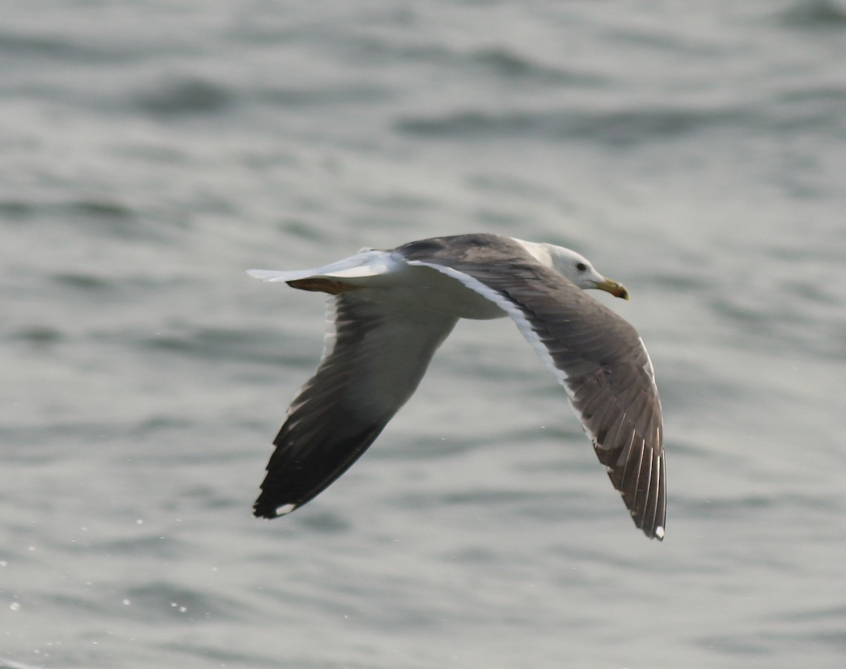 Lesser Black-backed Gull (Heuglin's) - ML637584616