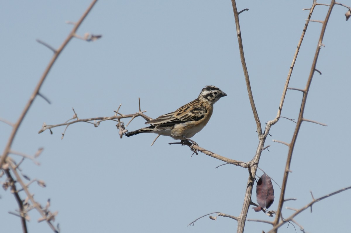 Eastern Paradise-Whydah - ML637584617