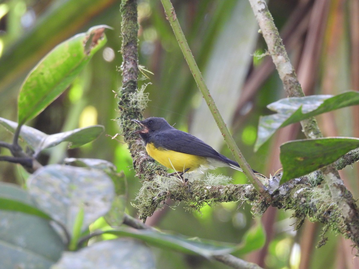 Slate-throated Redstart - ML637584619