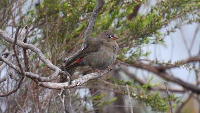Beautiful Firetail - ML637584621