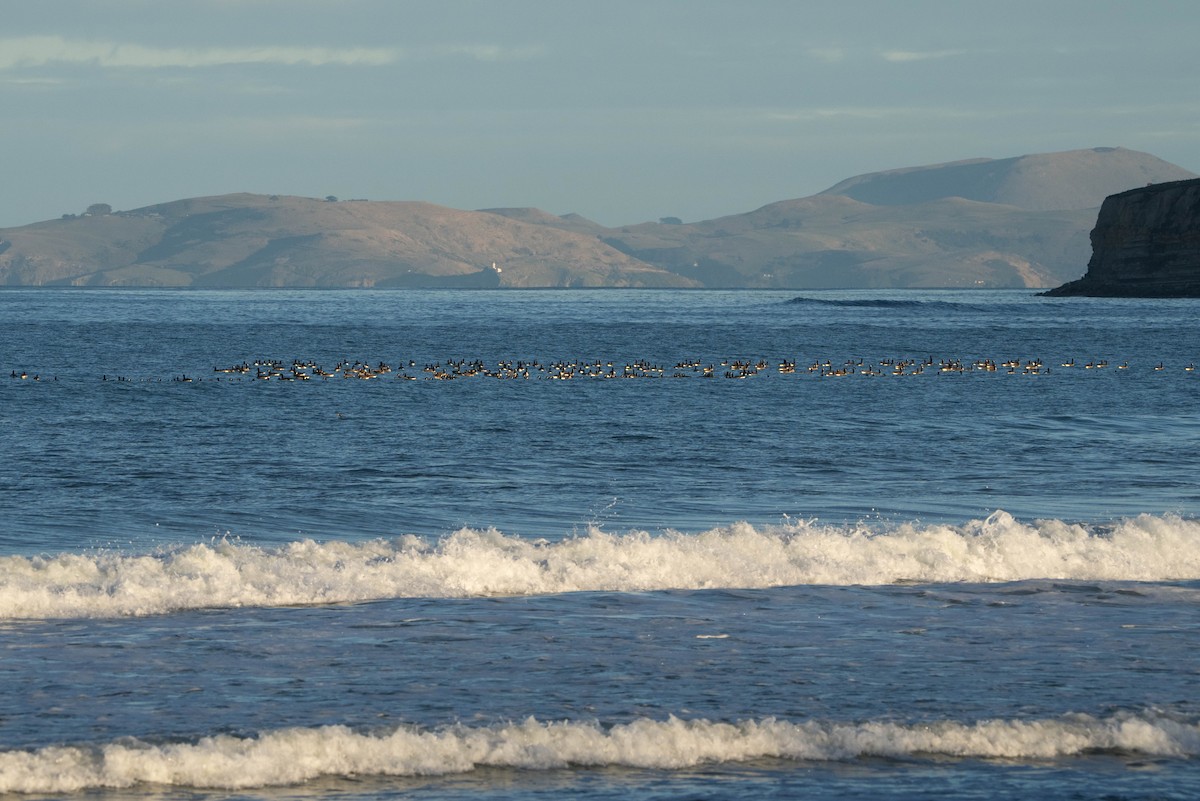 Canada Goose - ML637584622