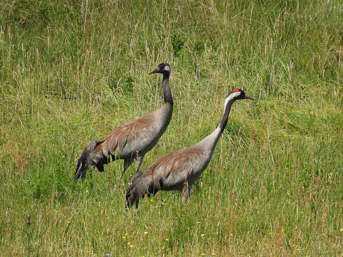 Common Crane - ML637584623
