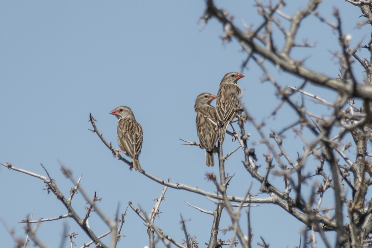 Red-billed Quelea - ML637584644