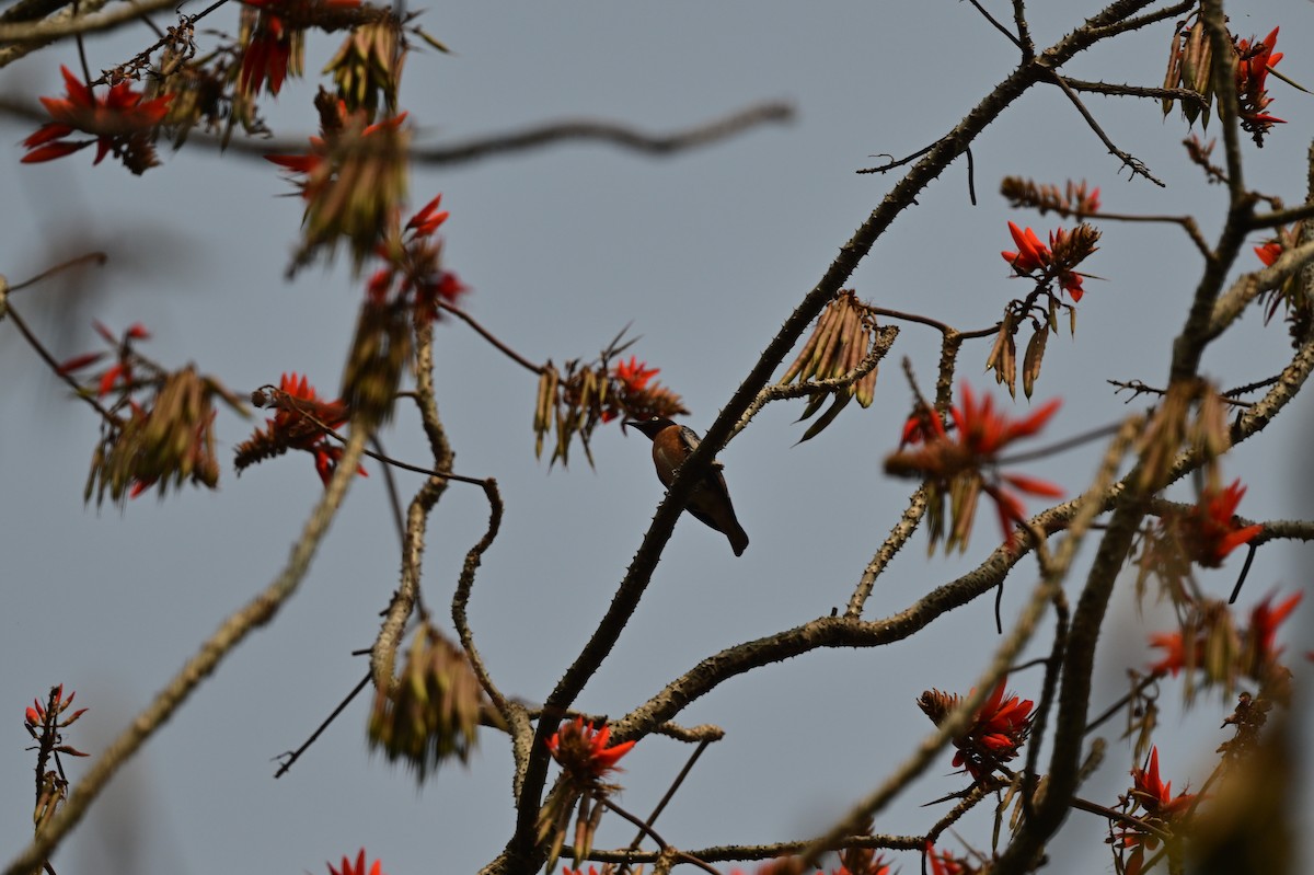 Spot-winged Starling - ML637584655