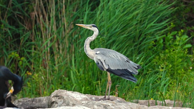 Gray Heron (Gray) - ML637584663