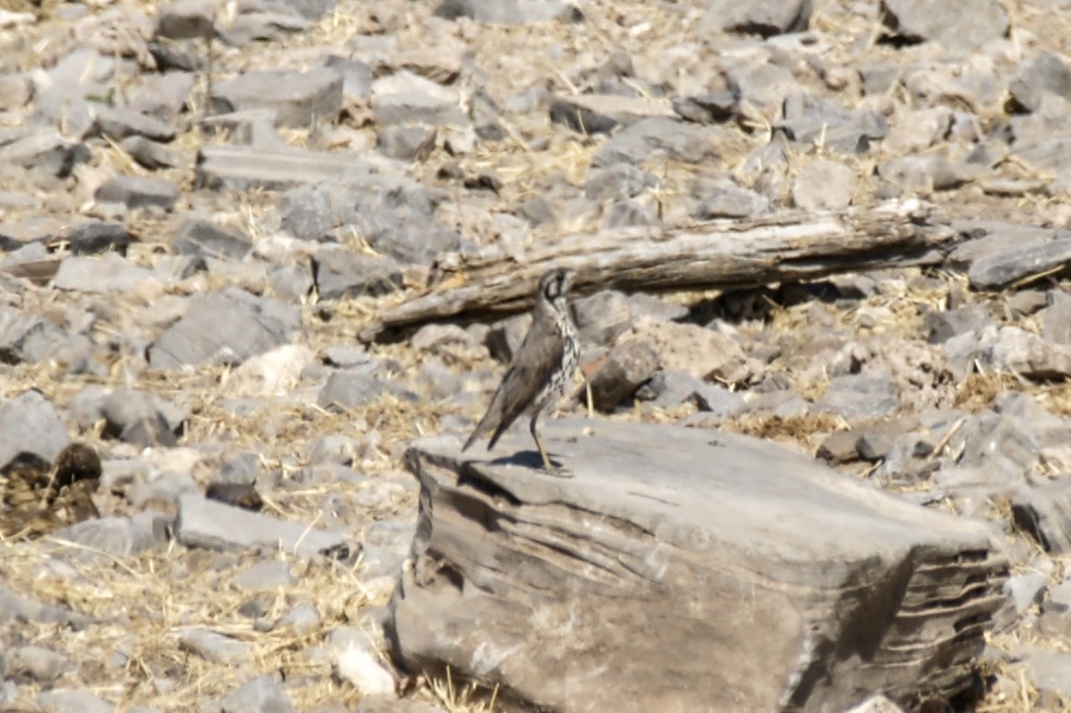 Groundscraper Thrush - ML637584666
