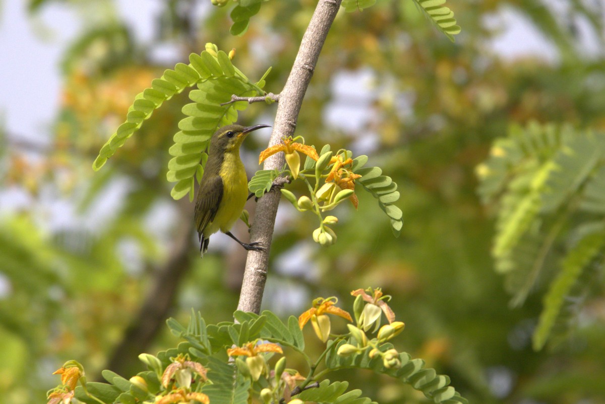 Garden Sunbird - ML637584673