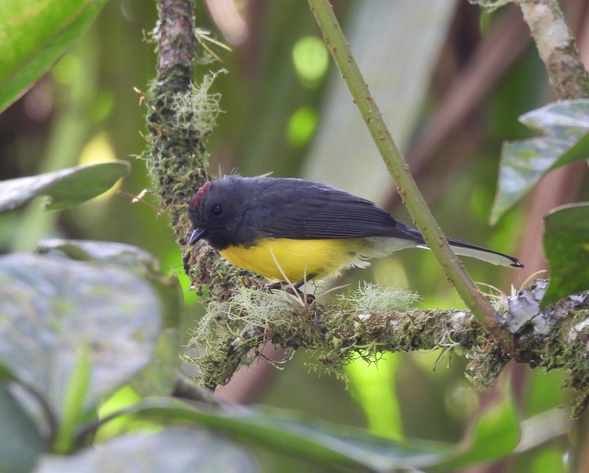 Slate-throated Redstart - ML637584696