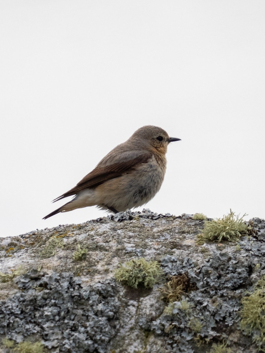Northern Wheatear - ML637584698