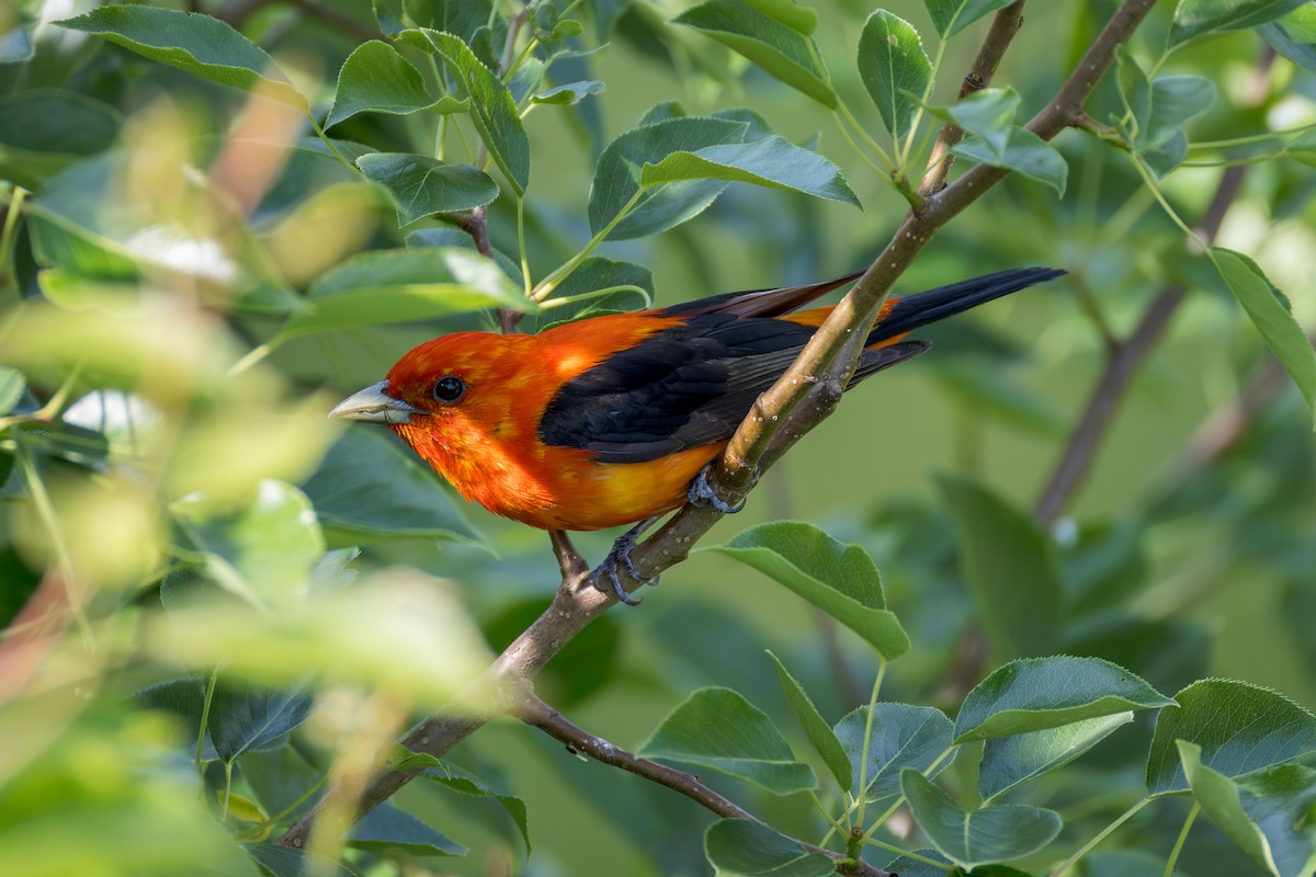 Scarlet Tanager - ML637584710