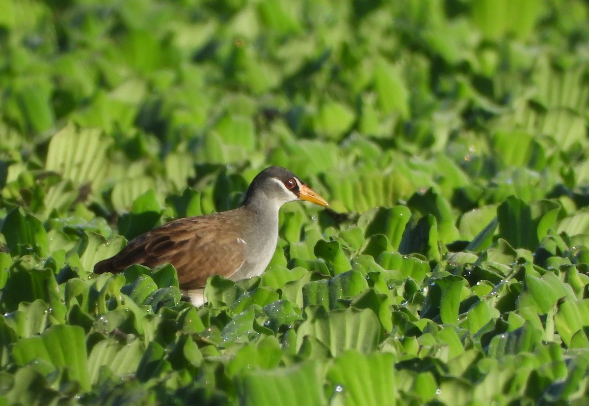 White-browed Crake - ML637584718