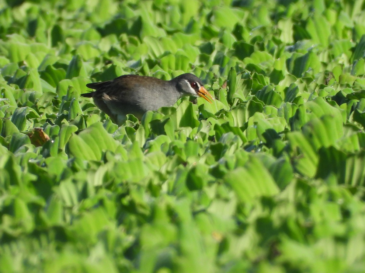 White-browed Crake - ML637584720