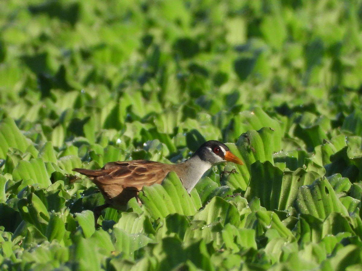 White-browed Crake - ML637584721