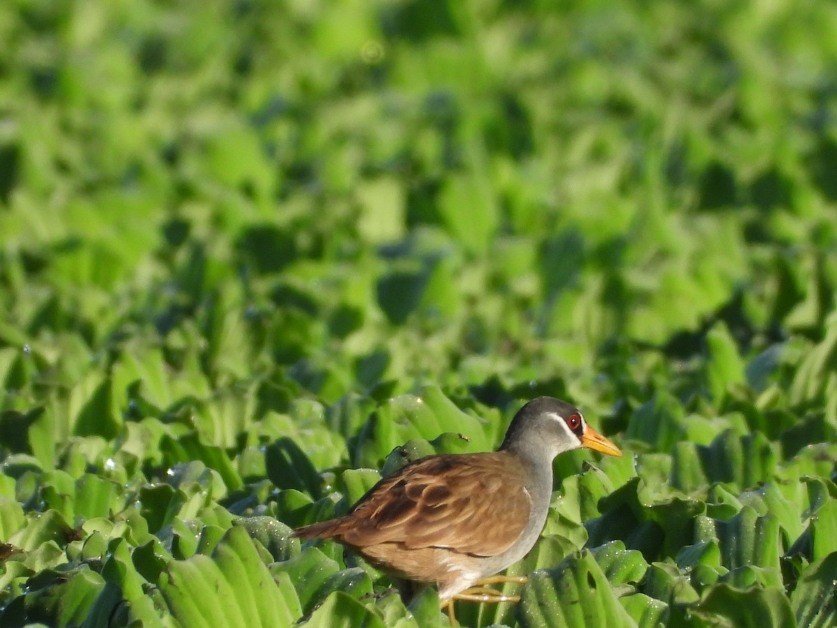 White-browed Crake - ML637584722