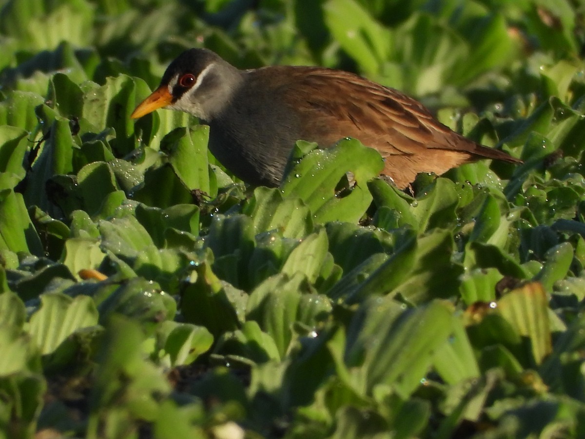 White-browed Crake - ML637584724