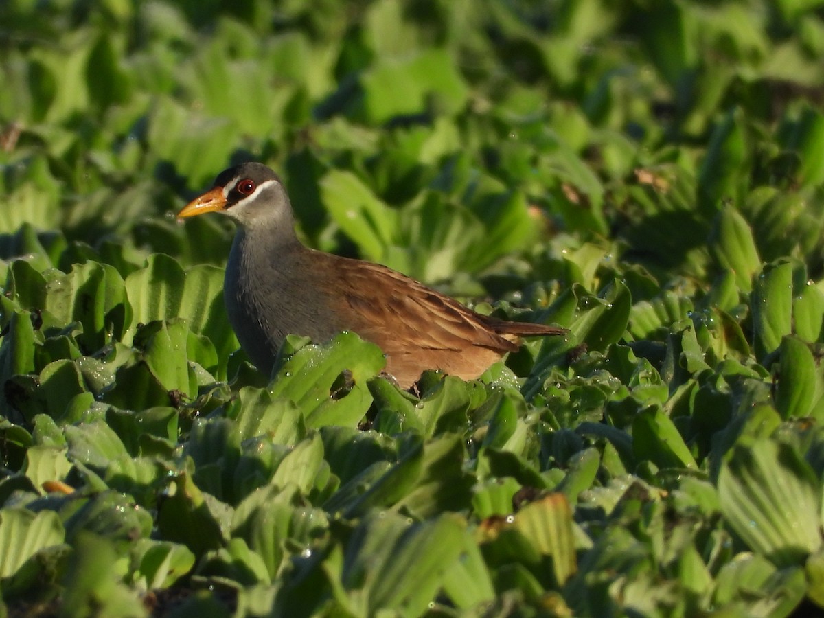White-browed Crake - ML637584725