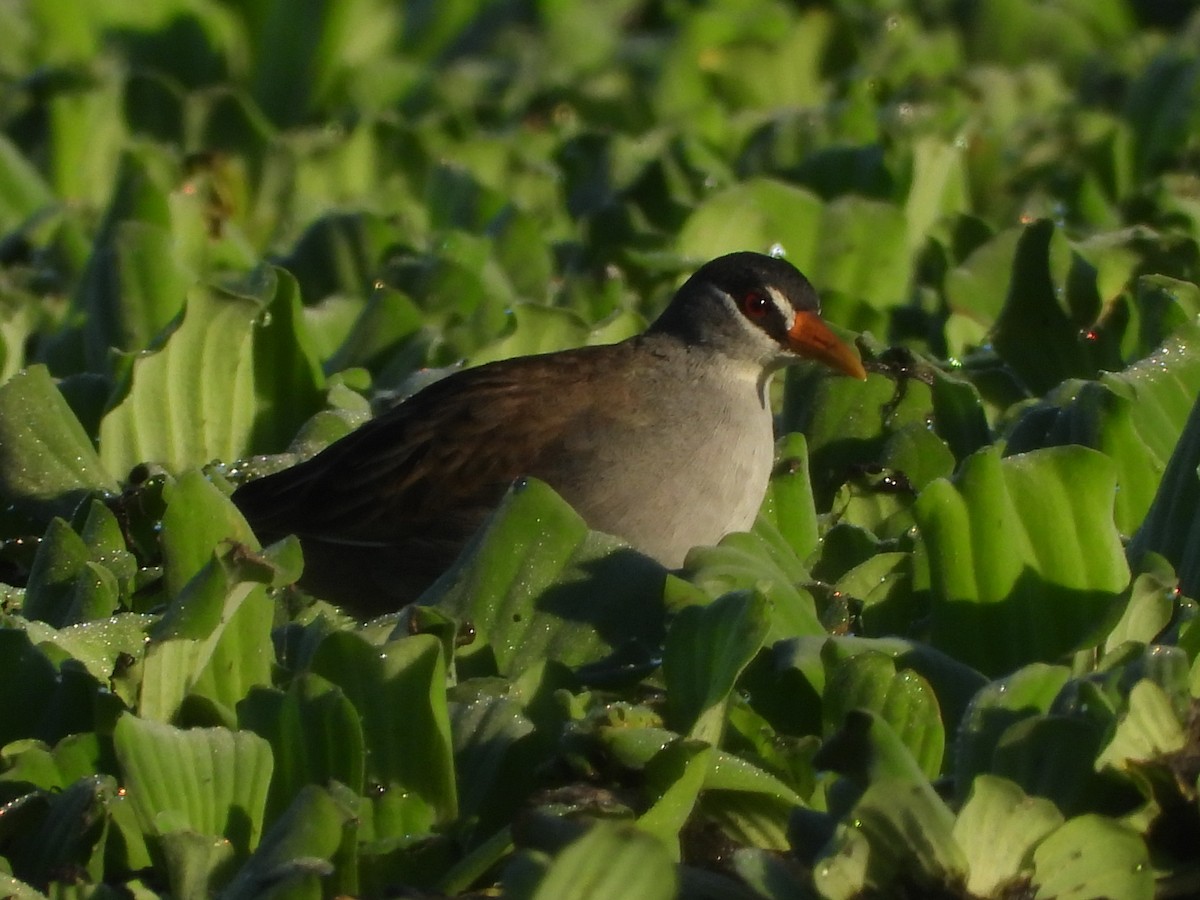 White-browed Crake - ML637584726