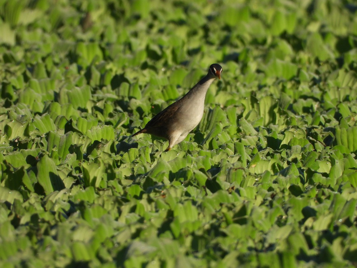 White-browed Crake - ML637584727