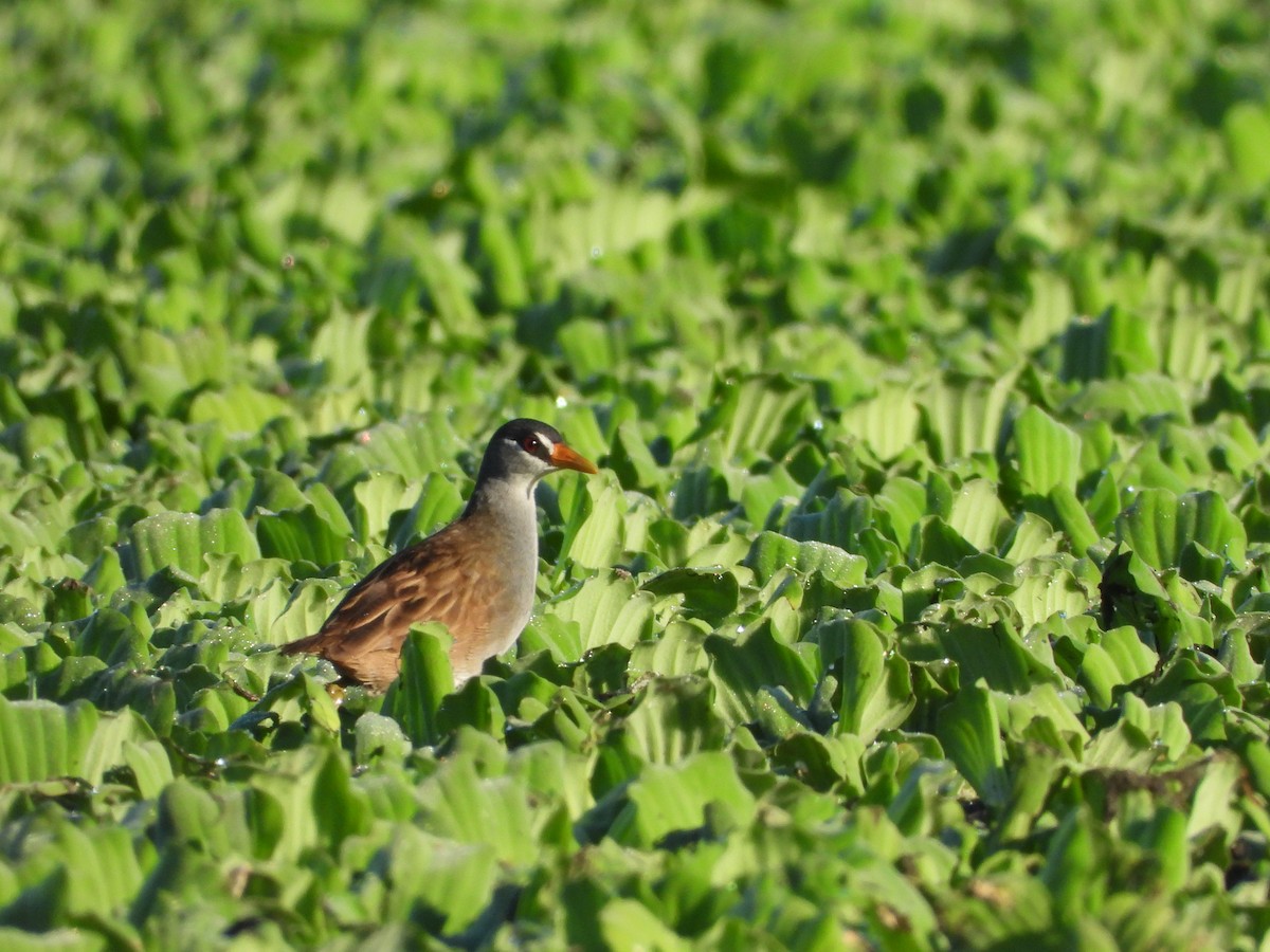 White-browed Crake - ML637584728