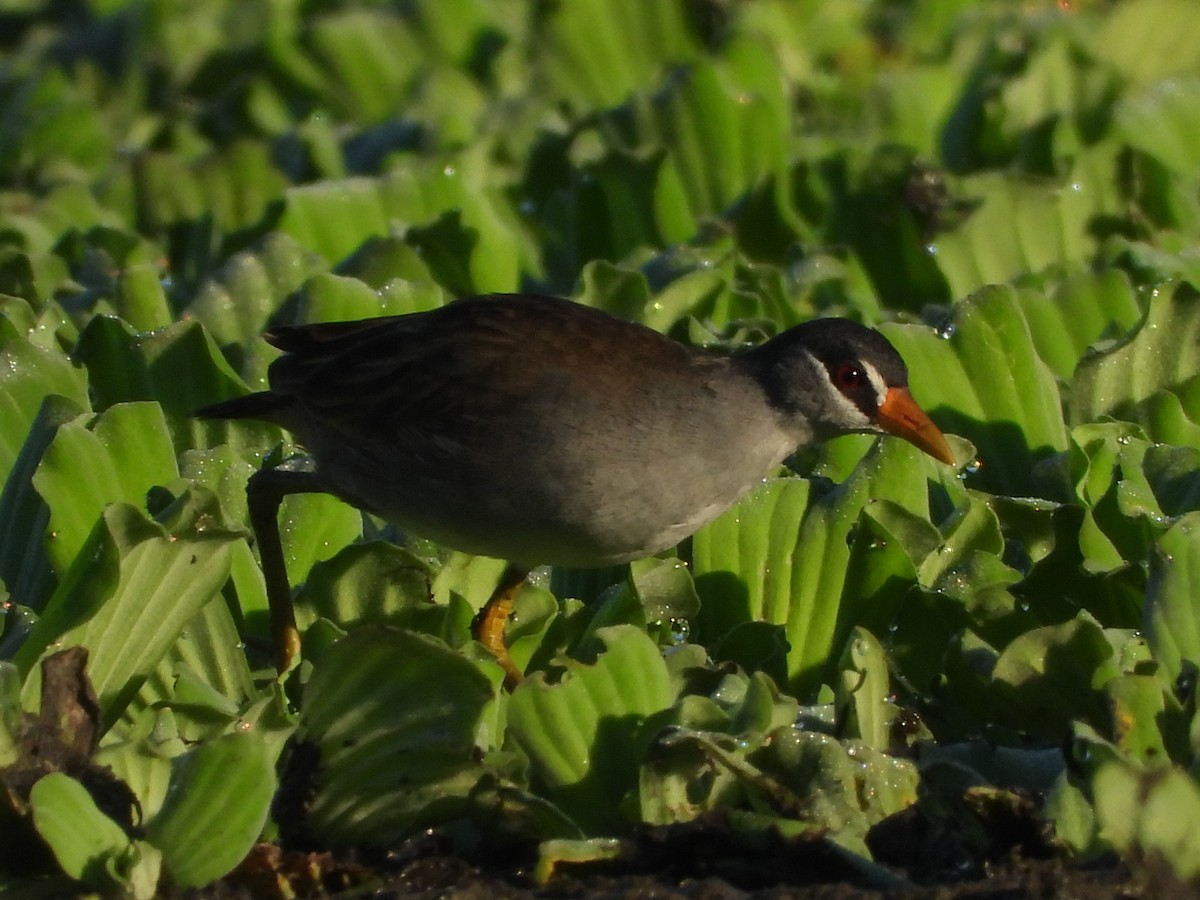White-browed Crake - ML637584729