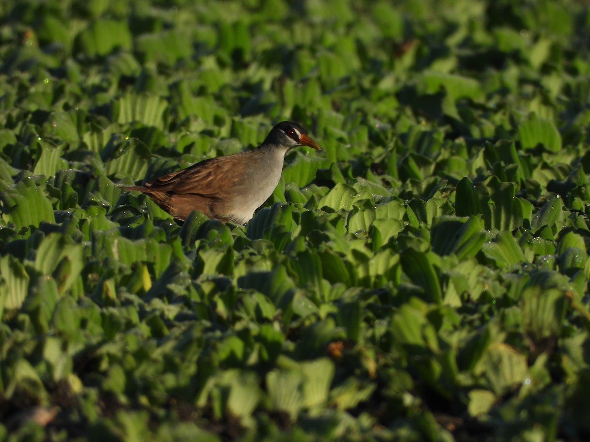White-browed Crake - ML637584730