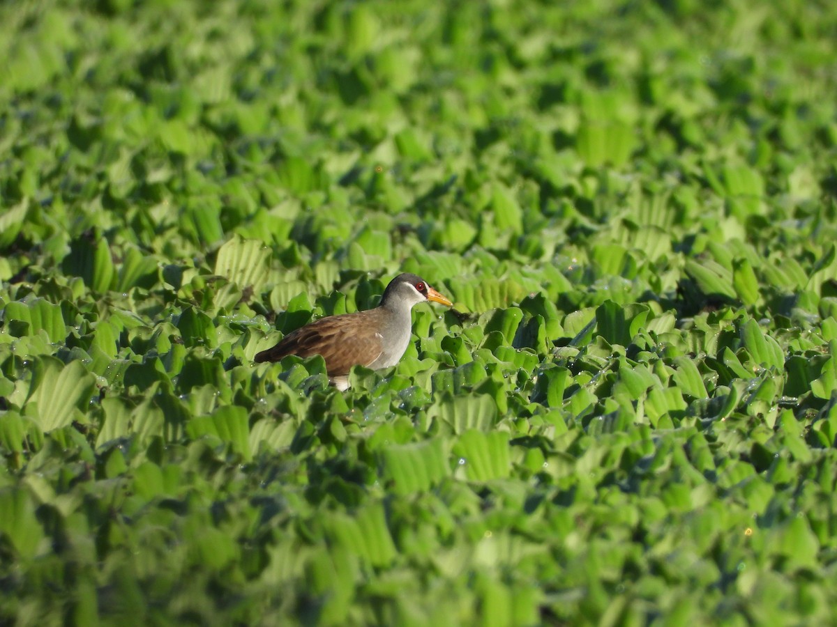 White-browed Crake - ML637584731