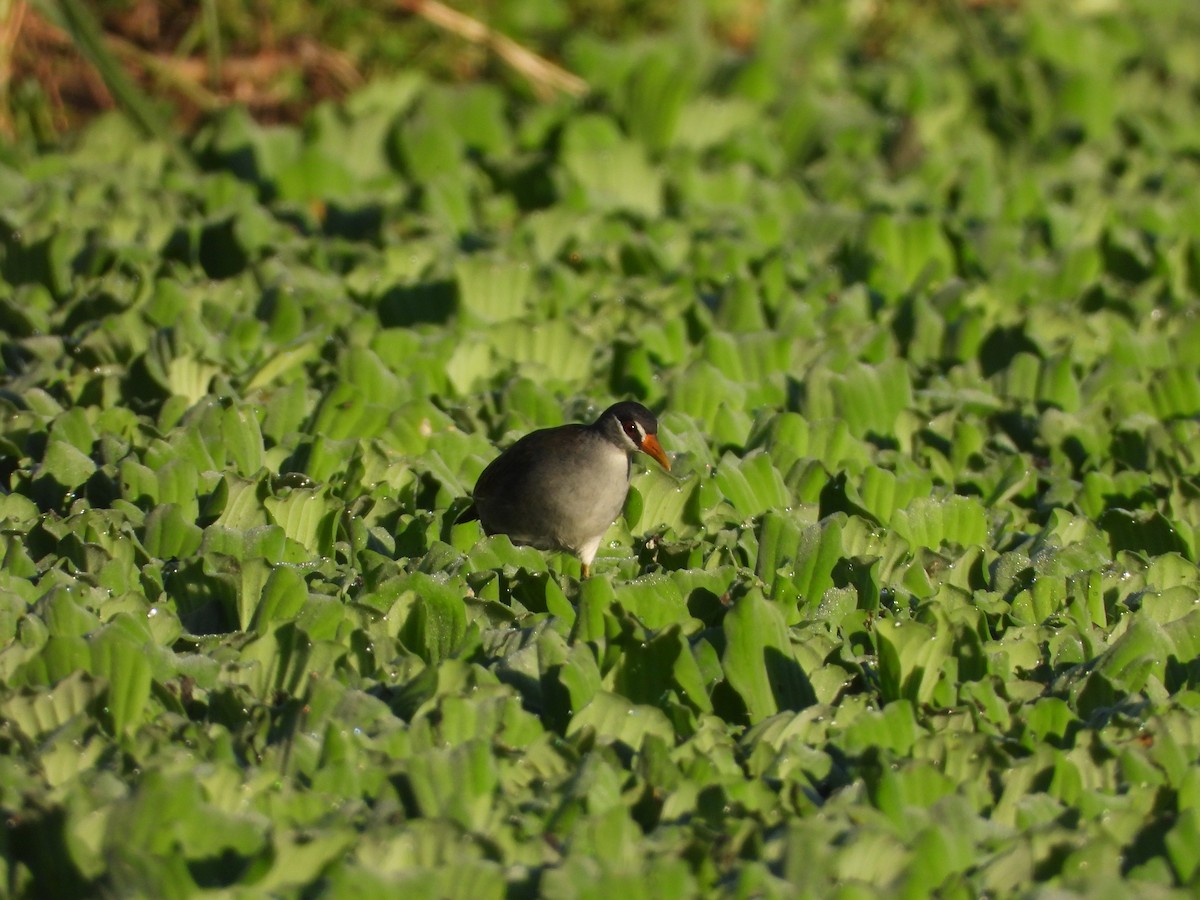 White-browed Crake - ML637584732