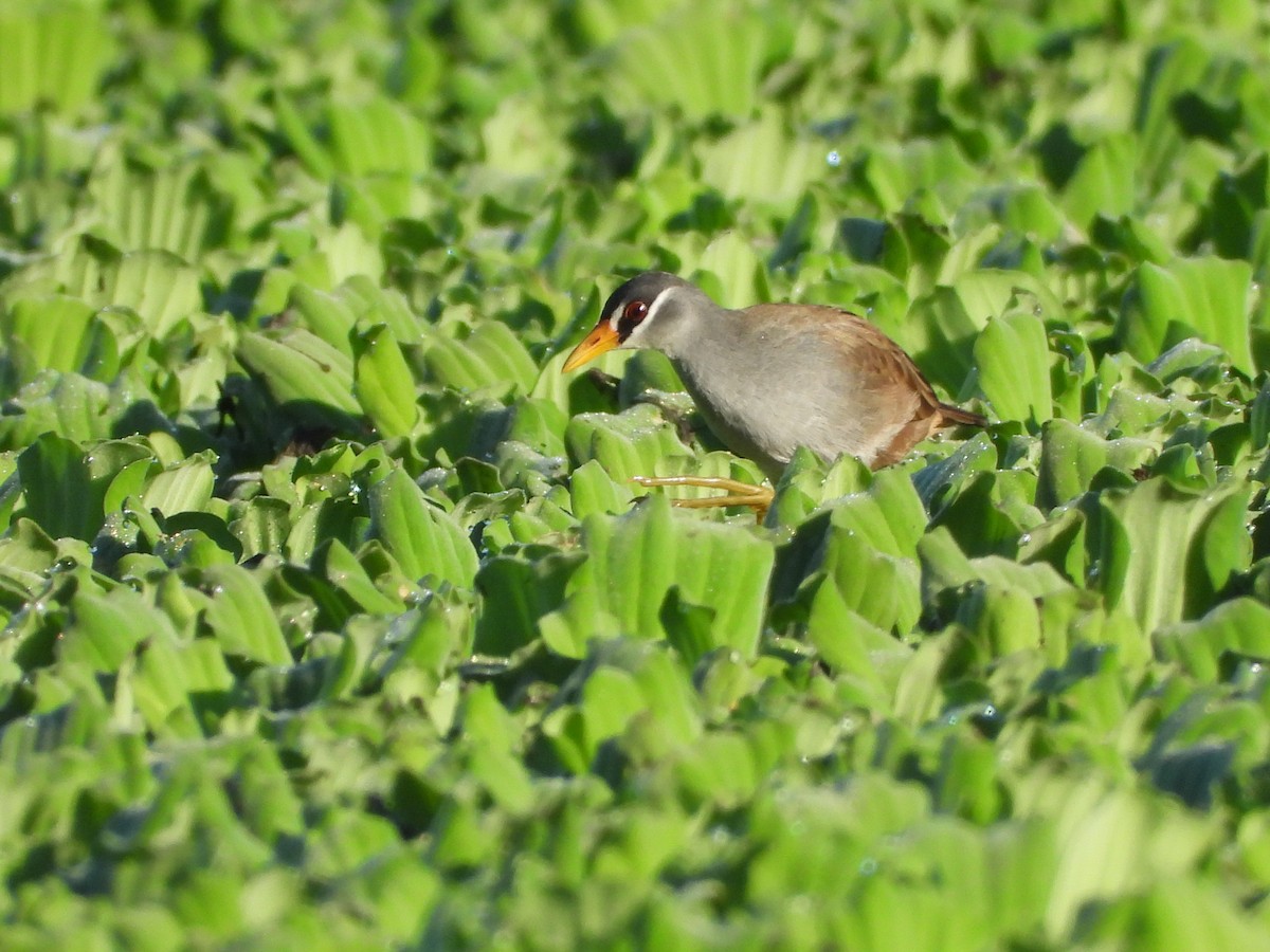 White-browed Crake - ML637584733